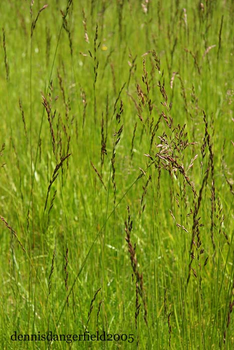 Afternoon Meadow