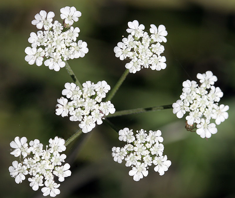 Floral Arrangement II*