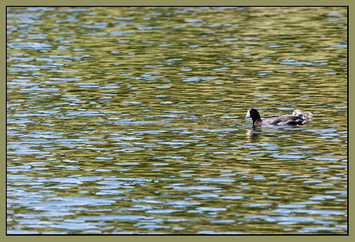 pond ripples and koots *