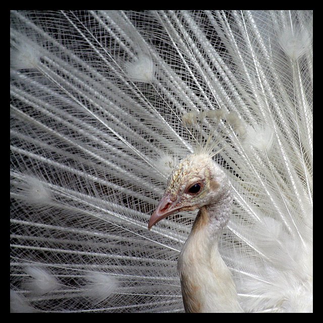 Albinos Peacock (*)