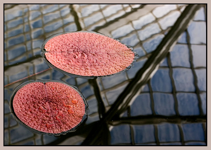 coral lily pads *