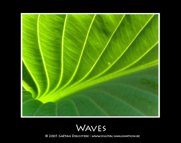 <b>Waves</b>
