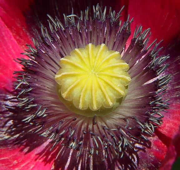 Red Poppy