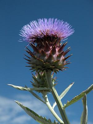 Cardoon - an Artichoke Relative