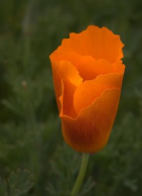 California Poppy