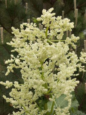 Rhubarb Blossom