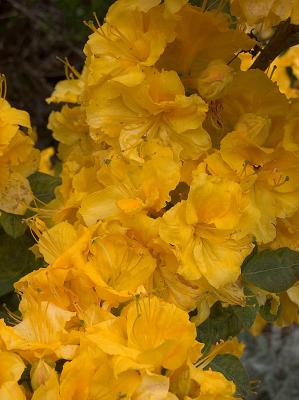 Azalea
