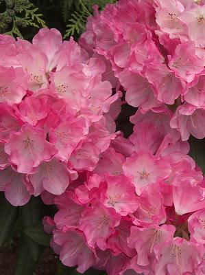 Rhododendron - Fantastica