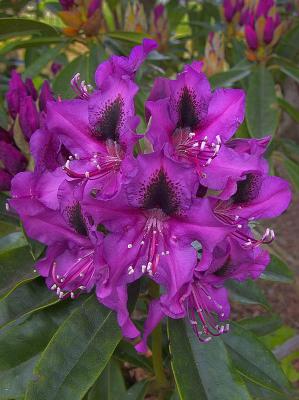 Rhododendron - Black Eye