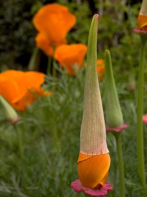 Poppy Wizard
