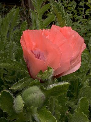 Poppy