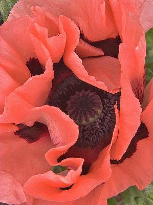 Poppy