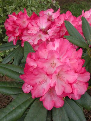 Rhododendron - Fanta