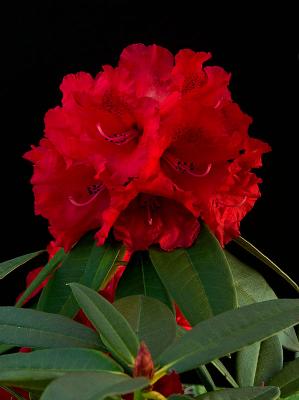 Rhododendron - Taurus
