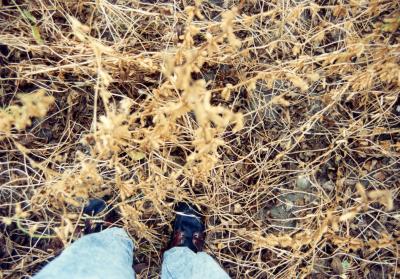 Shelbyville, Indiana Soybean Field