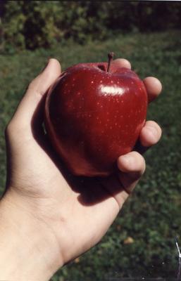 My father grew this apple in 1986.  I took a picture of me holding the apple. . .