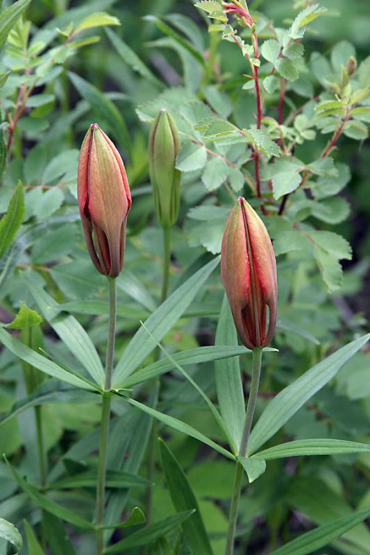 Two Red Buds
