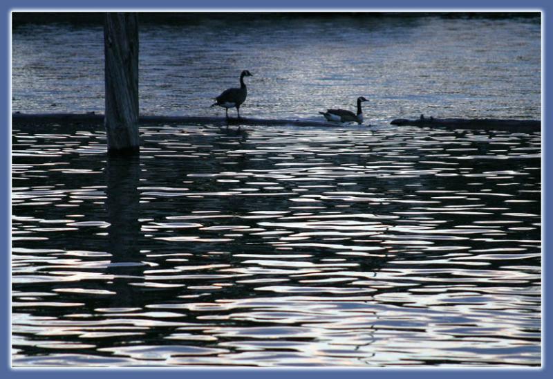 Canadian Geese