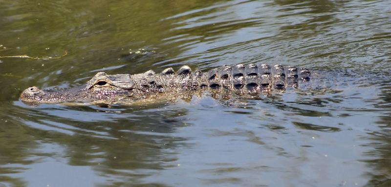 Gator*