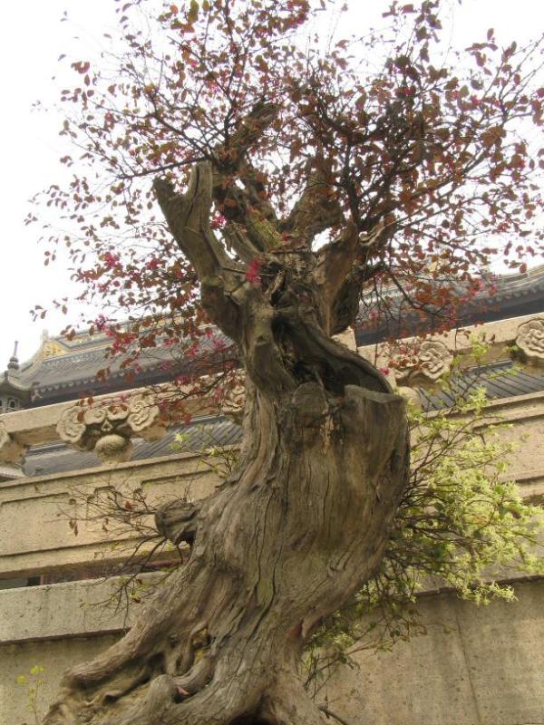Suzhou - West Garden Temple *