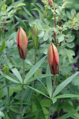 Two Red Buds