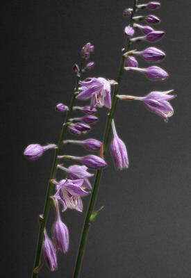 Two Hosta Flowers