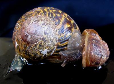 Escargot, anyone?