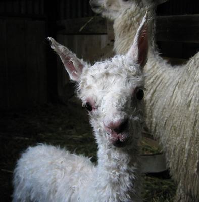 Starting a new Cria