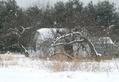 Old Apple Orchard *