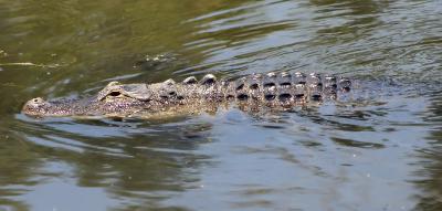 Gator*