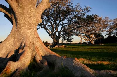 Moreton Bay Figs *