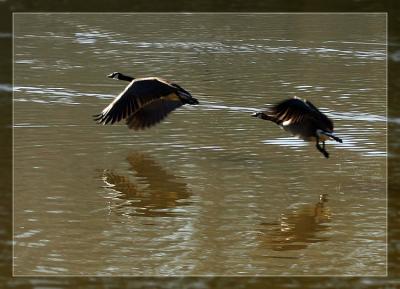 Canada Geese