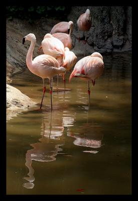 Flamingos (*)