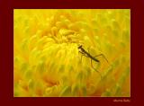 Mantis Baby