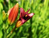 New Day Lily