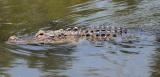 Gator*