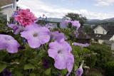 Floral View (*)