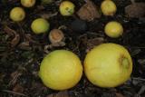 Lemons or Limes *