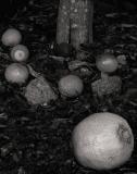 Lemon Tree. *