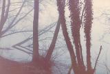 Baches Pond*