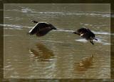 <b>Canada Geese</b>