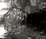 ICE Capades(*)