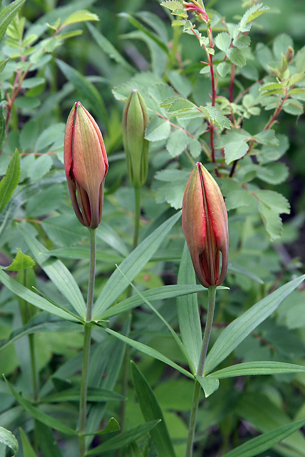 Two Red Buds