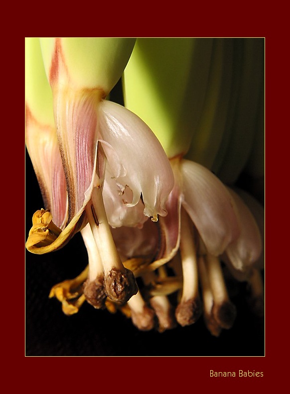 Banana Babies