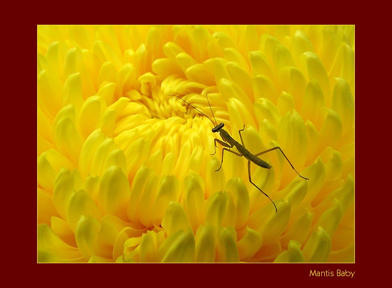 Mantis Baby