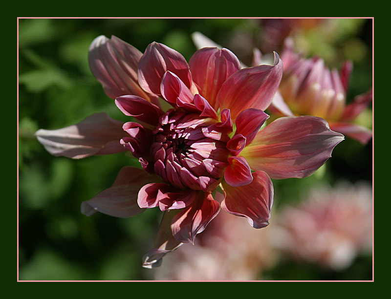 Emerging Dahlia