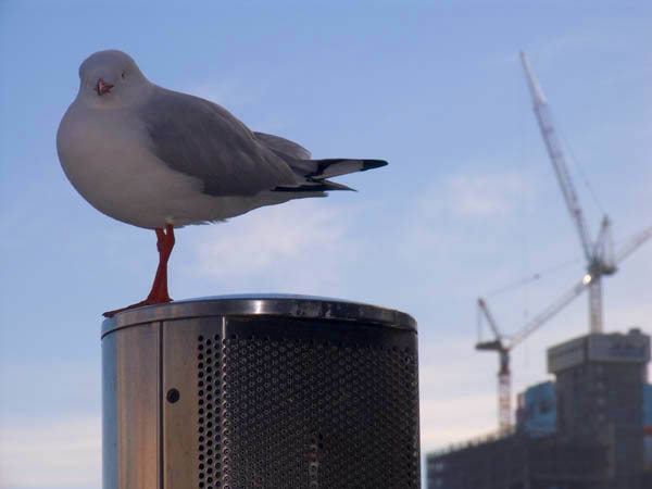 Gull and Cranes *