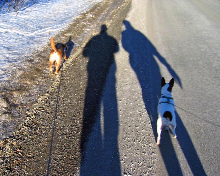 Dogs Walking On Owners  *