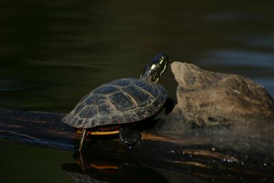 Sunning Turtle