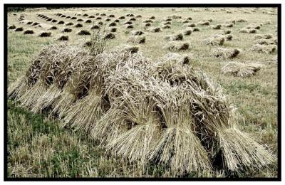 Wheat sheaves BW